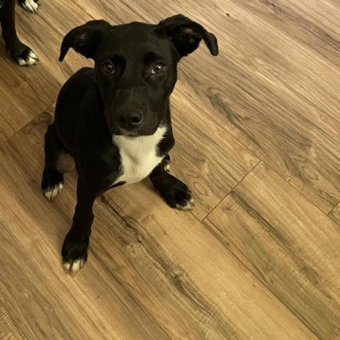 Magnolia, an adoptable Black Labrador Retriever, Mixed Breed in Covington, LA, 70433 | Photo Image 2