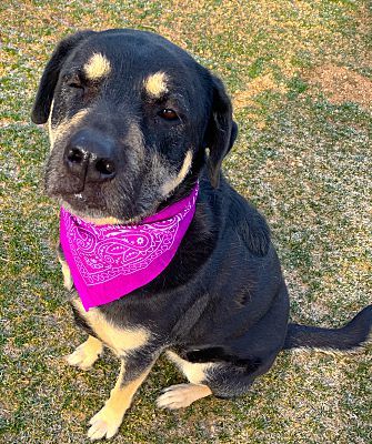 Willow, an adoptable Rottweiler, Shepherd in Barstow, CA, 92311 | Photo Image 1