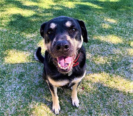 Willow, an adoptable Rottweiler, Shepherd in Barstow, CA, 92311 | Photo Image 2