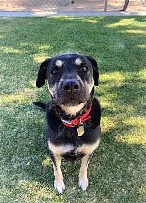 Willow, an adoptable Rottweiler, Shepherd in Barstow, CA, 92311 | Photo Image 3