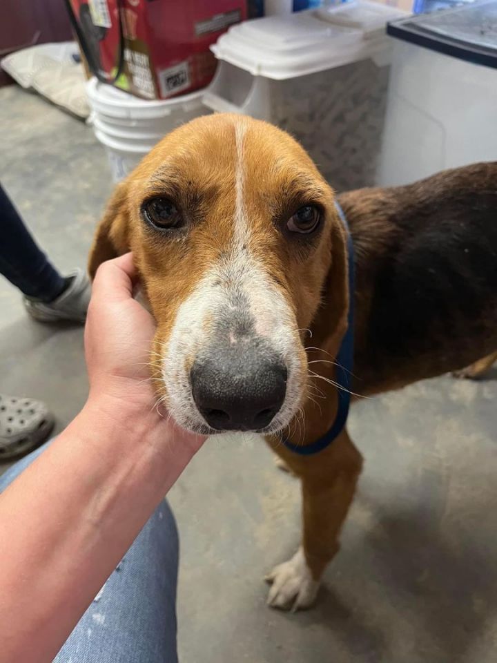 Dog for adoption - Brady, a Foxhound in Green Bay, WI | Petfinder