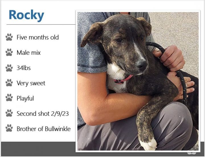 Foster Rocky!, an adoptable Terrier & Tennessee Treeing Brindle Mix in Oswego, IL_image-2