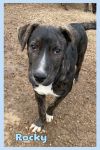 Foster Rocky!