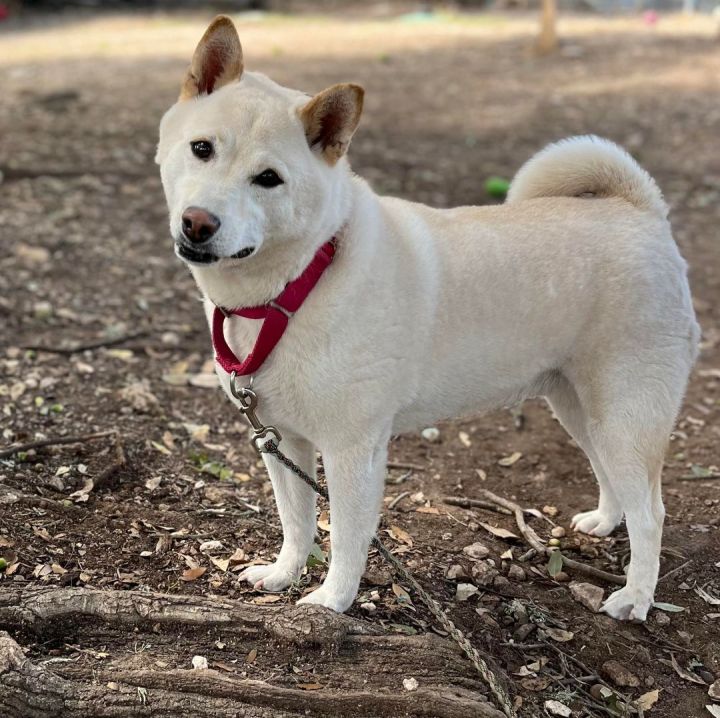 Shiba inu sales mix adoption