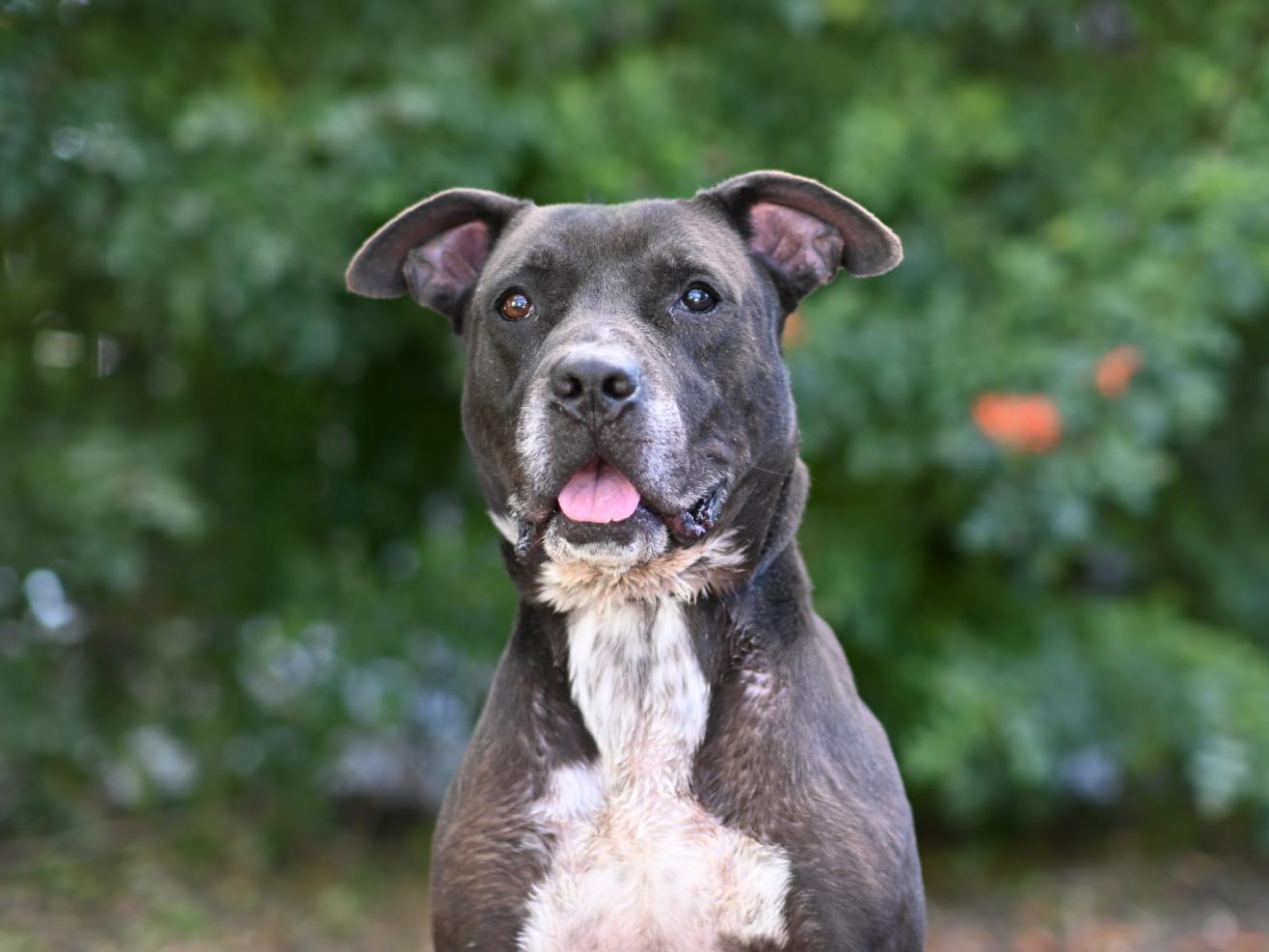 WALKER, an adoptable American Bulldog in Tavares, FL, 32778 | Photo Image 1