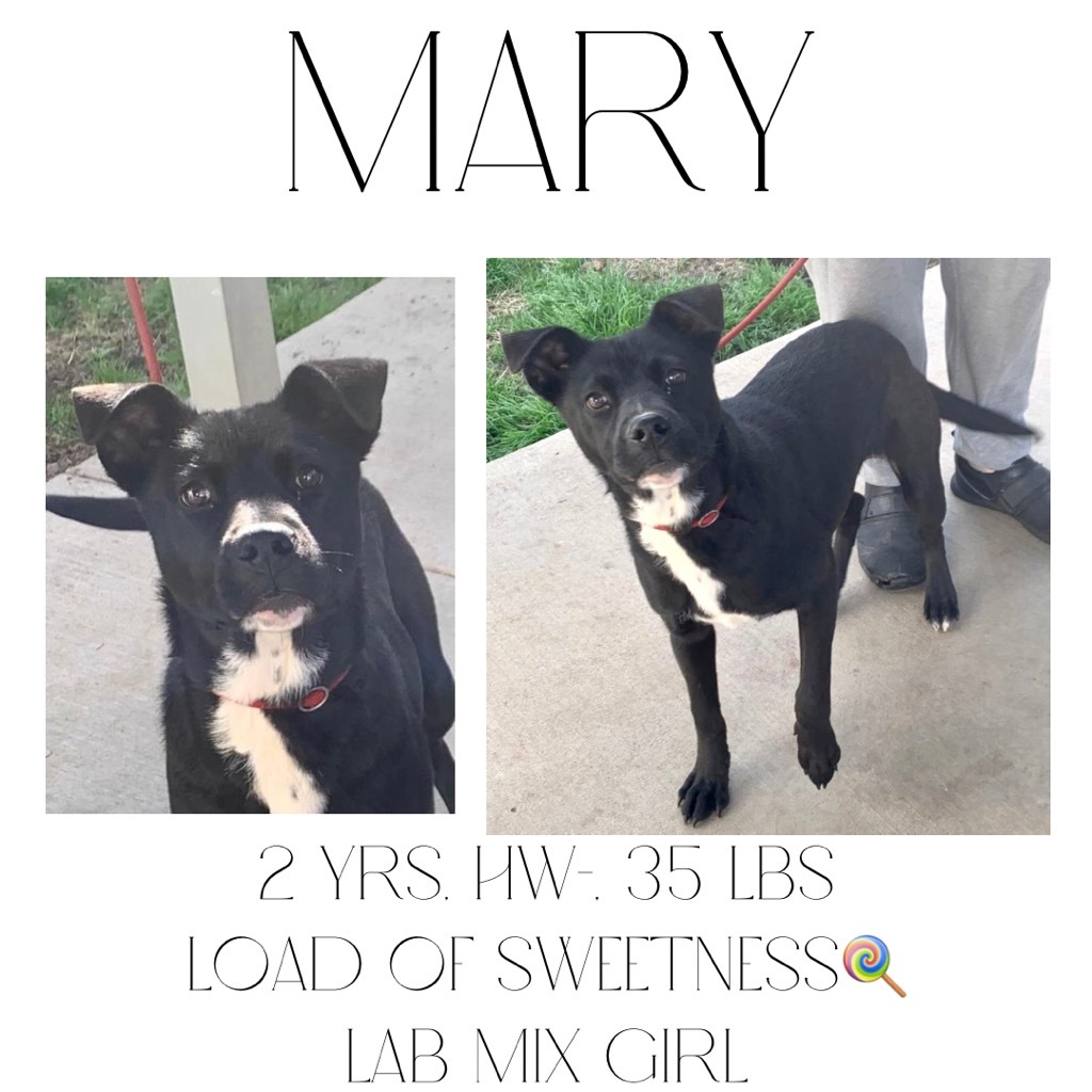 Mary, an adoptable Pit Bull Terrier, Labrador Retriever in Albany, GA, 31706 | Photo Image 1