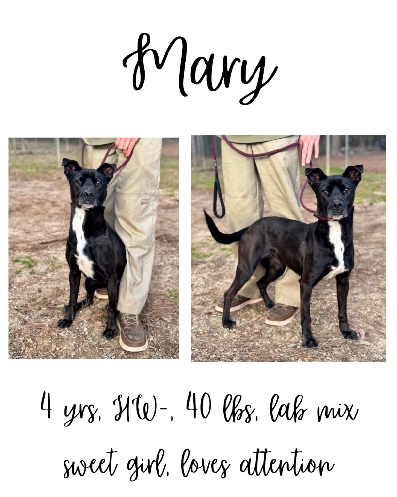 Mary, an adoptable Pit Bull Terrier, Labrador Retriever in Albany, GA, 31706 | Photo Image 1