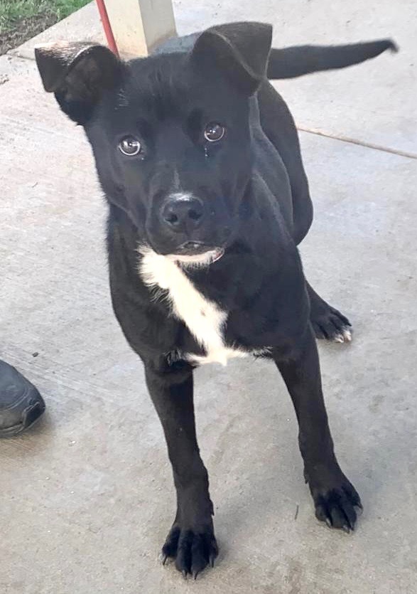 Mary, an adoptable Pit Bull Terrier, Labrador Retriever in Albany, GA, 31706 | Photo Image 2