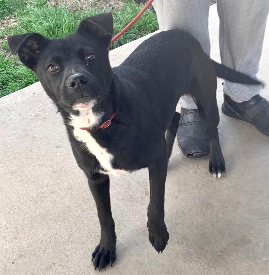 Mary, an adoptable Pit Bull Terrier, Labrador Retriever in Albany, GA, 31706 | Photo Image 2