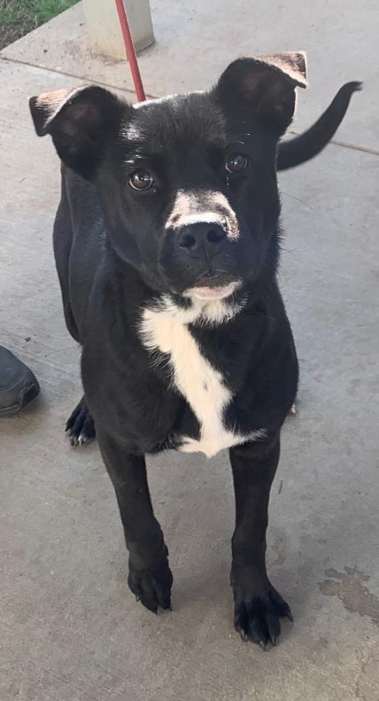 Mary, an adoptable Pit Bull Terrier, Labrador Retriever in Albany, GA, 31706 | Photo Image 3