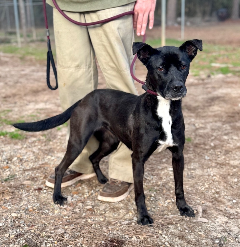 Mary, an adoptable Pit Bull Terrier, Labrador Retriever in Albany, GA, 31706 | Photo Image 3