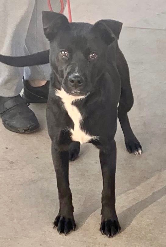 Mary, an adoptable Pit Bull Terrier, Labrador Retriever in Albany, GA, 31706 | Photo Image 4