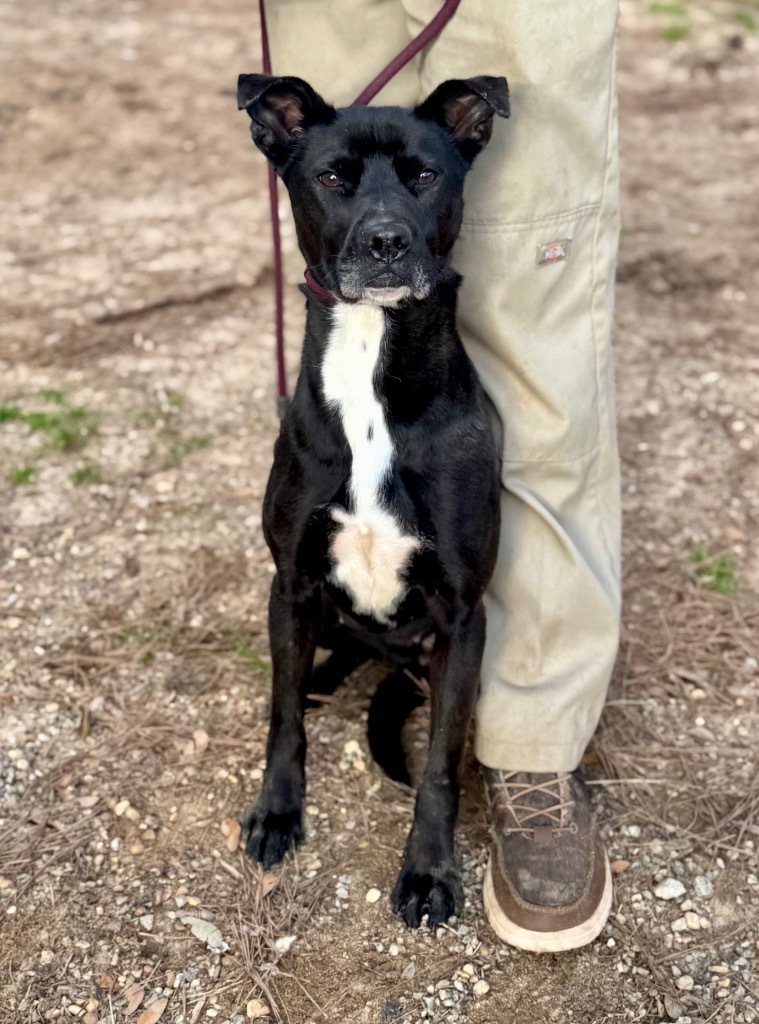 Mary, an adoptable Pit Bull Terrier, Labrador Retriever in Albany, GA, 31706 | Photo Image 4