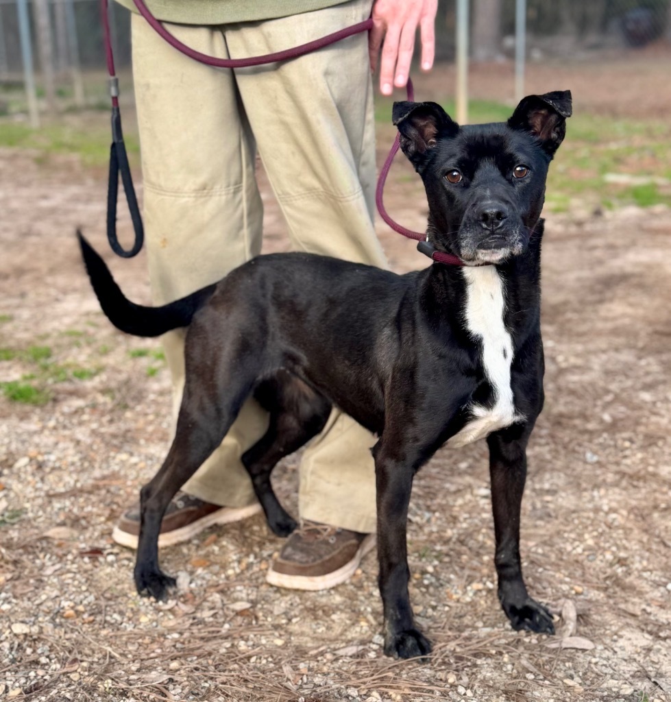 Mary, an adoptable Pit Bull Terrier, Labrador Retriever in Albany, GA, 31706 | Photo Image 5