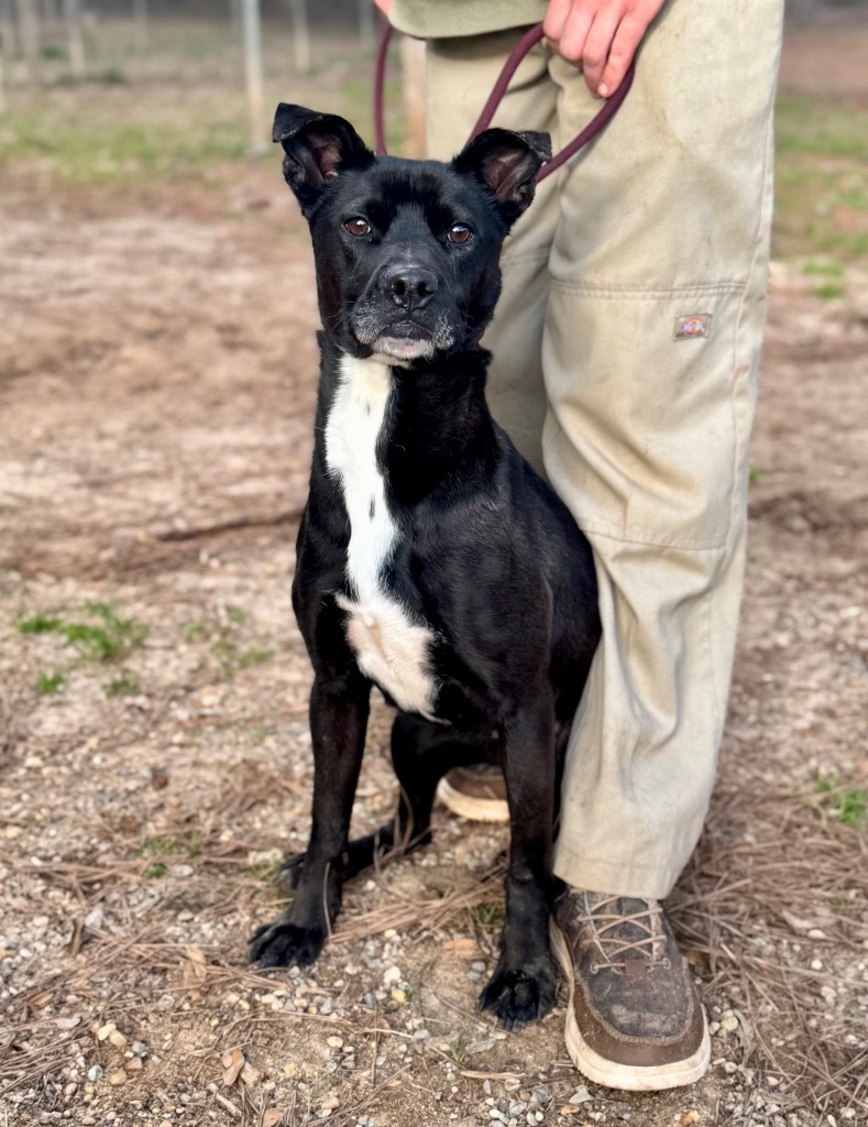 Mary, an adoptable Pit Bull Terrier, Labrador Retriever in Albany, GA, 31706 | Photo Image 6