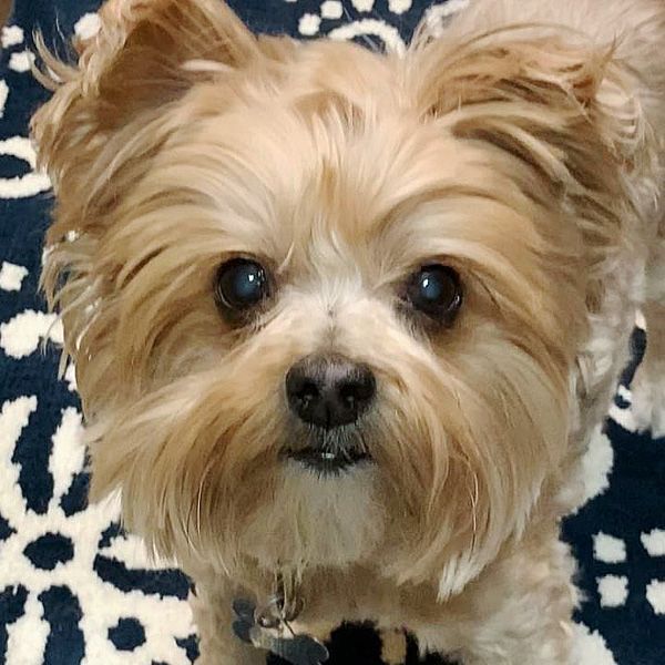 Daisy, an adopted Yorkshire Terrier & Maltese Mix in Oklahoma City, OK_image-6