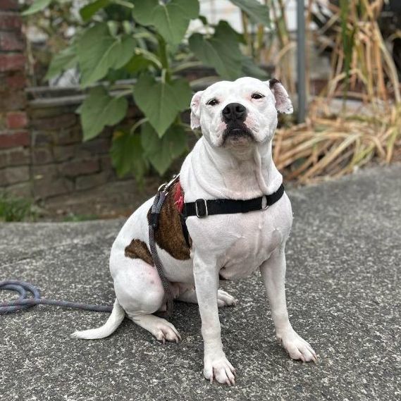 Xena , an adoptable American Bulldog, Pit Bull Terrier in Victoria, BC, V9A 7J7 | Photo Image 2