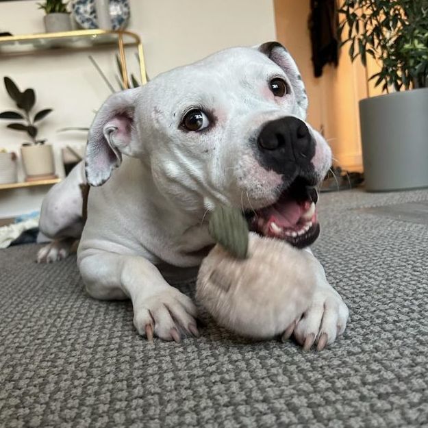 Xena , an adoptable American Bulldog, Pit Bull Terrier in Victoria, BC, V9A 7J7 | Photo Image 1