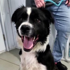 Petfinder collie best sale