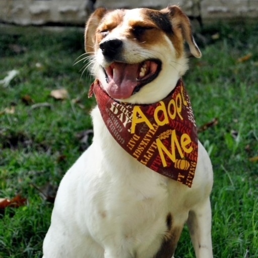 Winnie, an adoptable Jack Russell Terrier Mix in Springfield, MO_image-1