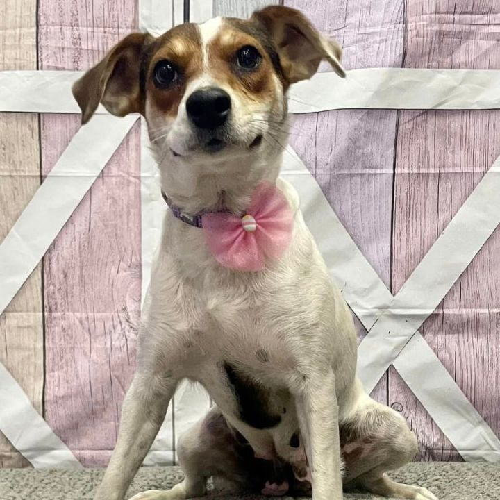Winnie, an adoptable Jack Russell Terrier Mix in Springfield, MO_image-4
