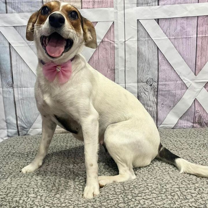 Winnie, an adoptable Jack Russell Terrier Mix in Springfield, MO_image-5