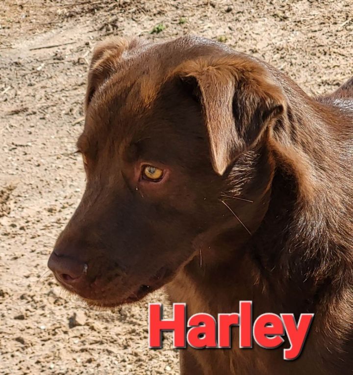 red heeler chocolate lab mix