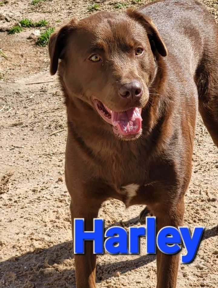 Chocolate store labrador mix