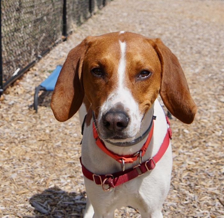 Baxter, an adoptable Treeing Walker Coonhound Mix in Scituate, MA_image-2