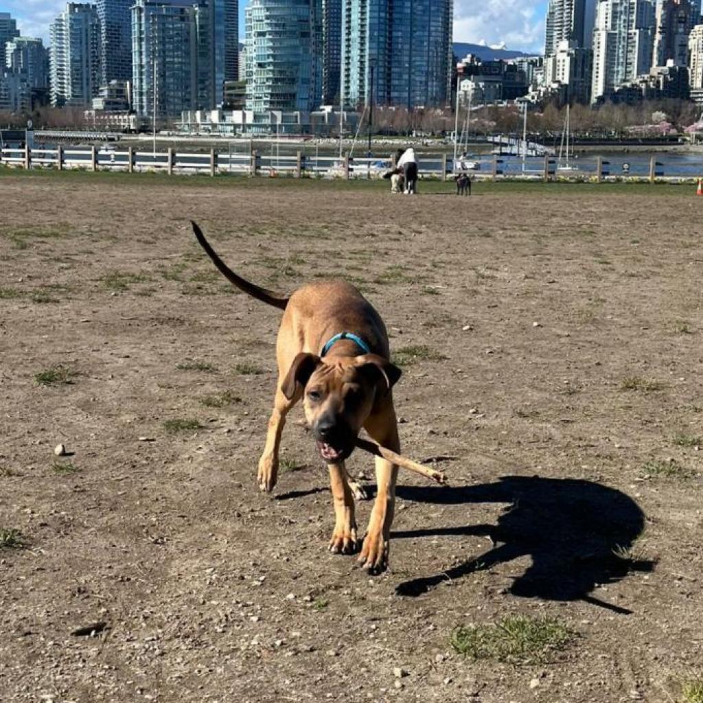 Bruno, an adoptable Mixed Breed in Lions Bay, BC, V0N 2E0 | Photo Image 1