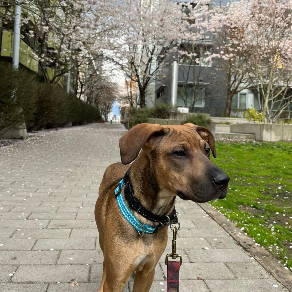 Bruno, an adoptable Mixed Breed in Lions Bay, BC, V0N 2E0 | Photo Image 2