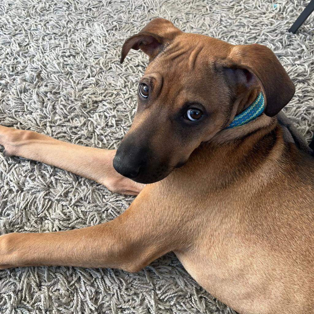 Bruno, an adoptable Mixed Breed in Lions Bay, BC, V0N 2E0 | Photo Image 3