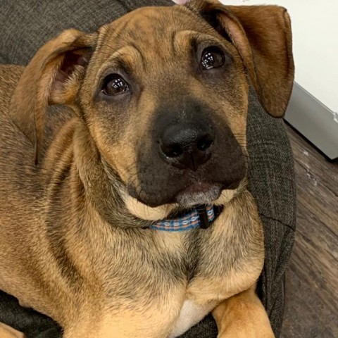 Bruno, an adoptable Mixed Breed in Lions Bay, BC, V0N 2E0 | Photo Image 5