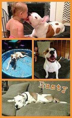 Rusty, an adoptable Pit Bull Terrier, American Bulldog in Staunton, VA, 24401 | Photo Image 3
