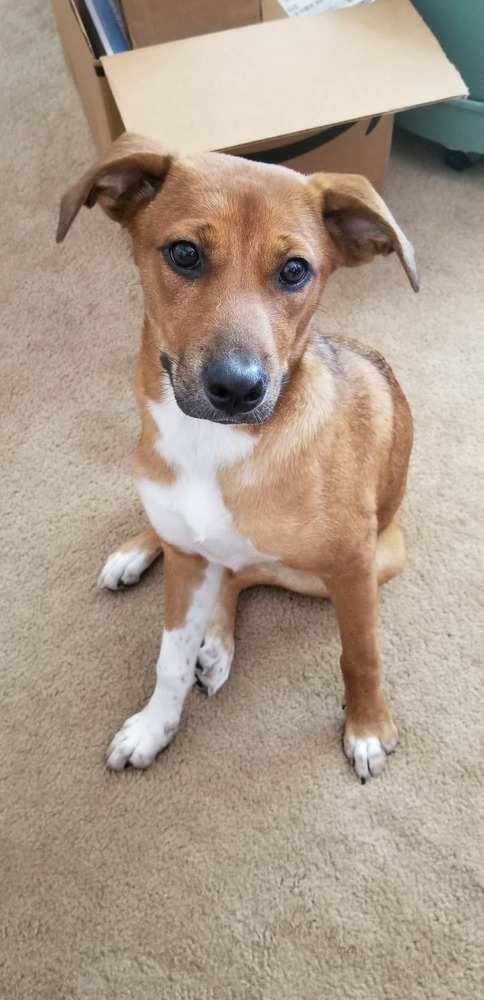 Cinco, an adoptable Cattle Dog, Labrador Retriever in Nokomis, FL, 34275 | Photo Image 1