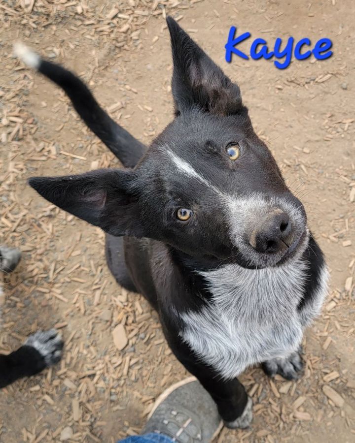 Kayce, an adoptable German Shepherd Dog & Siberian Husky Mix in Madras, OR_image-4