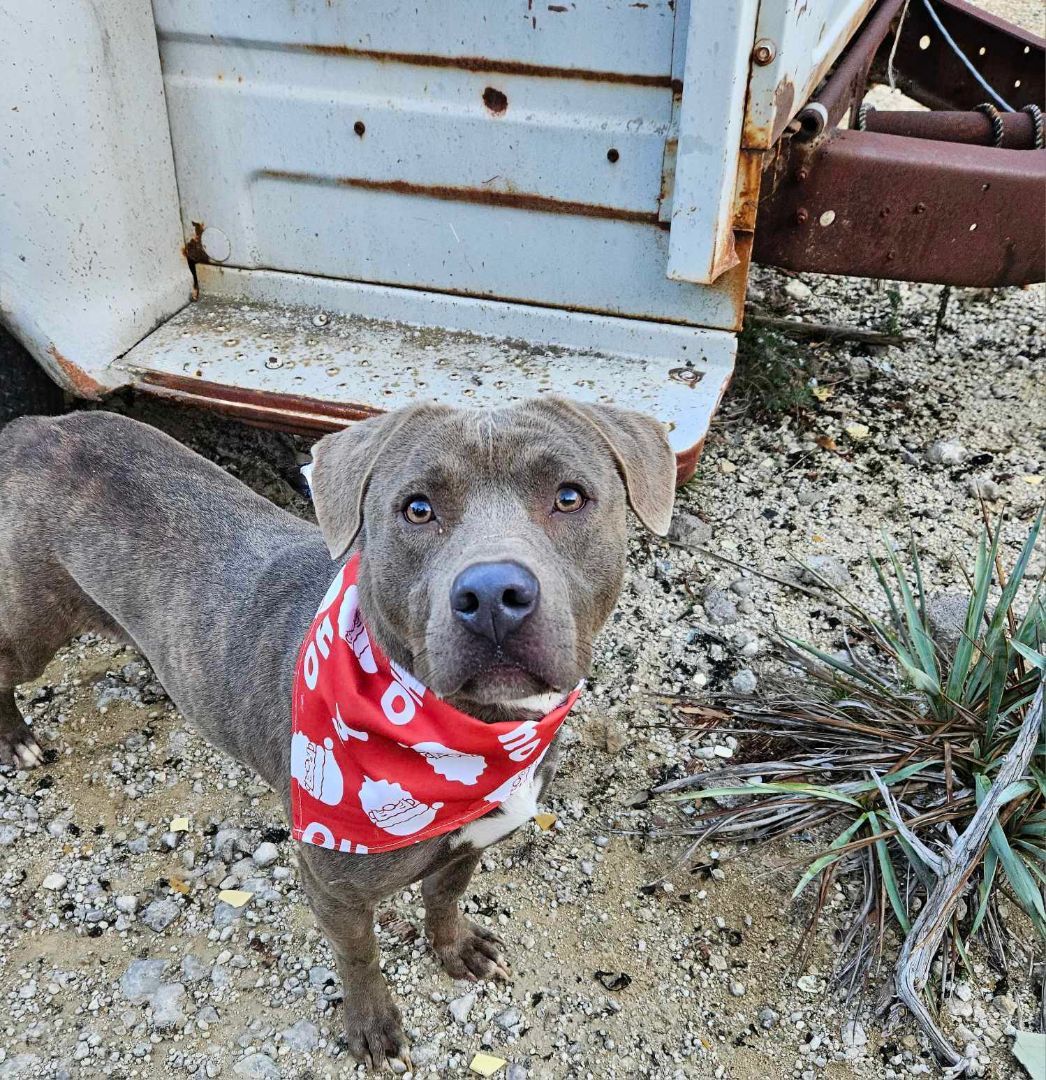 Carmen, an adoptable Pit Bull Terrier in Kempner, TX, 76539 | Photo Image 2