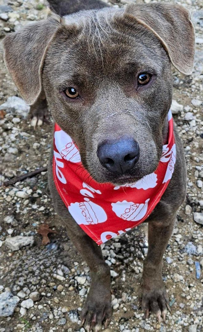 Carmen, an adoptable Pit Bull Terrier in Kempner, TX, 76539 | Photo Image 4
