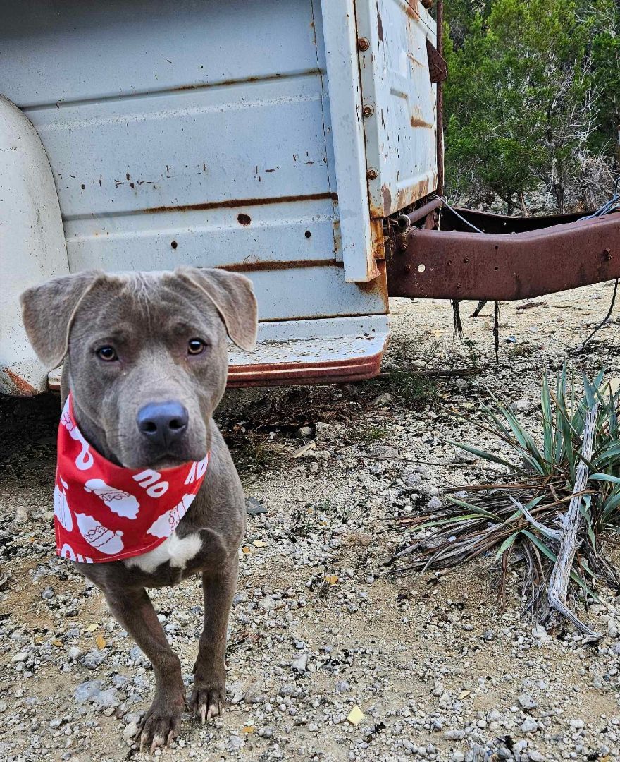 Carmen, an adoptable Pit Bull Terrier in Kempner, TX, 76539 | Photo Image 5