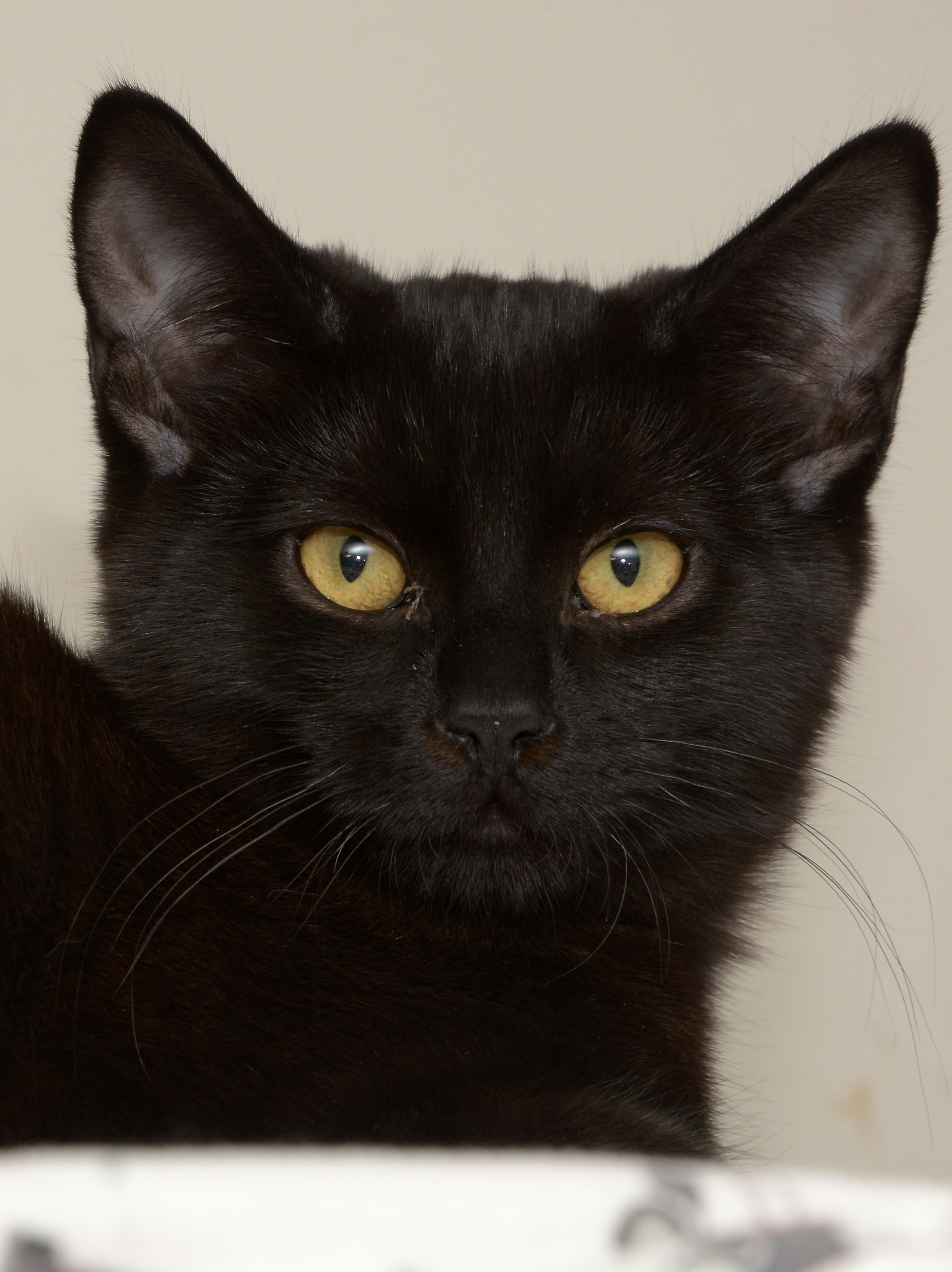 Pippin, an adoptable Domestic Short Hair in Chilliwack, BC, V2P 6H3 | Photo Image 1