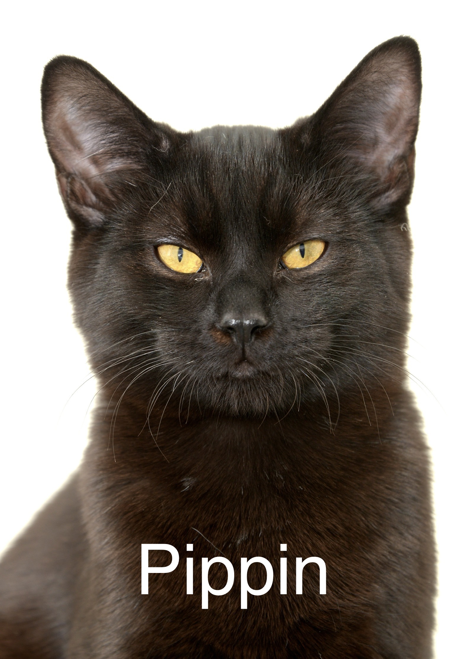 Pippin, an adoptable Domestic Short Hair in Chilliwack, BC, V2P 6H3 | Photo Image 2