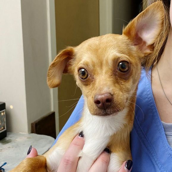 Bandit, an adoptable Chihuahua Mix in Oklahoma City, OK_image-1