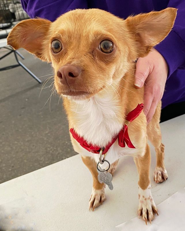 Bandit, an adoptable Chihuahua Mix in Oklahoma City, OK_image-4