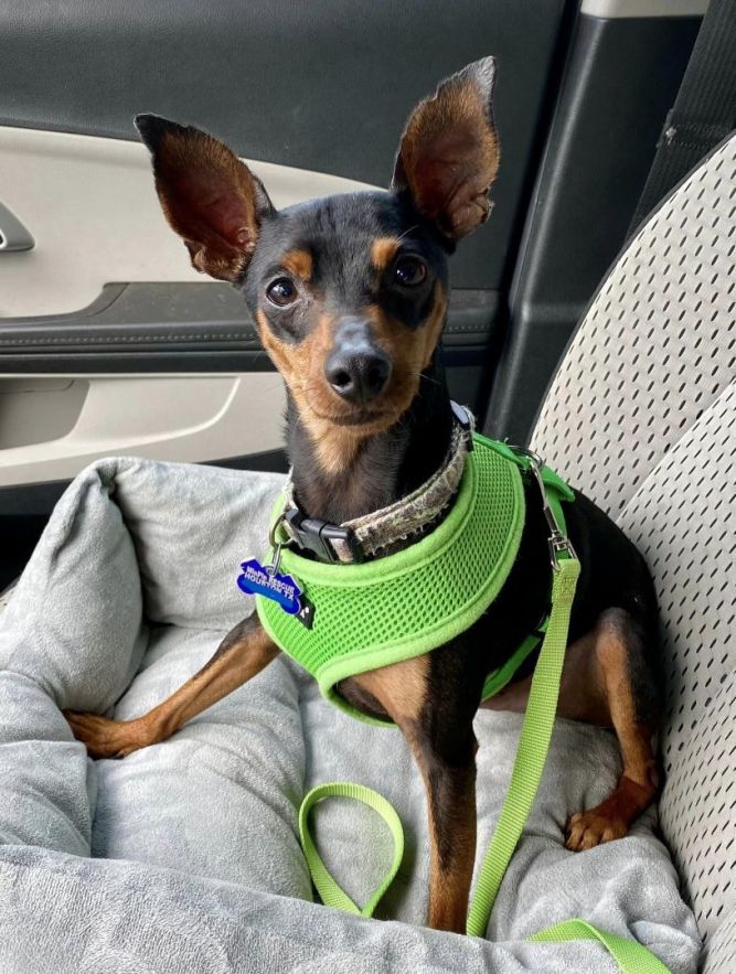 Best harness outlet for miniature pinscher