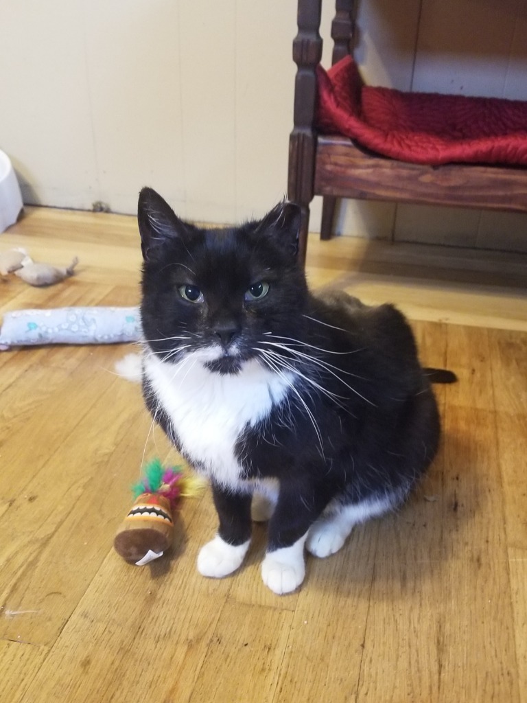 Socks, an adoptable Domestic Short Hair in Pawtucket, RI, 02860 | Photo Image 1