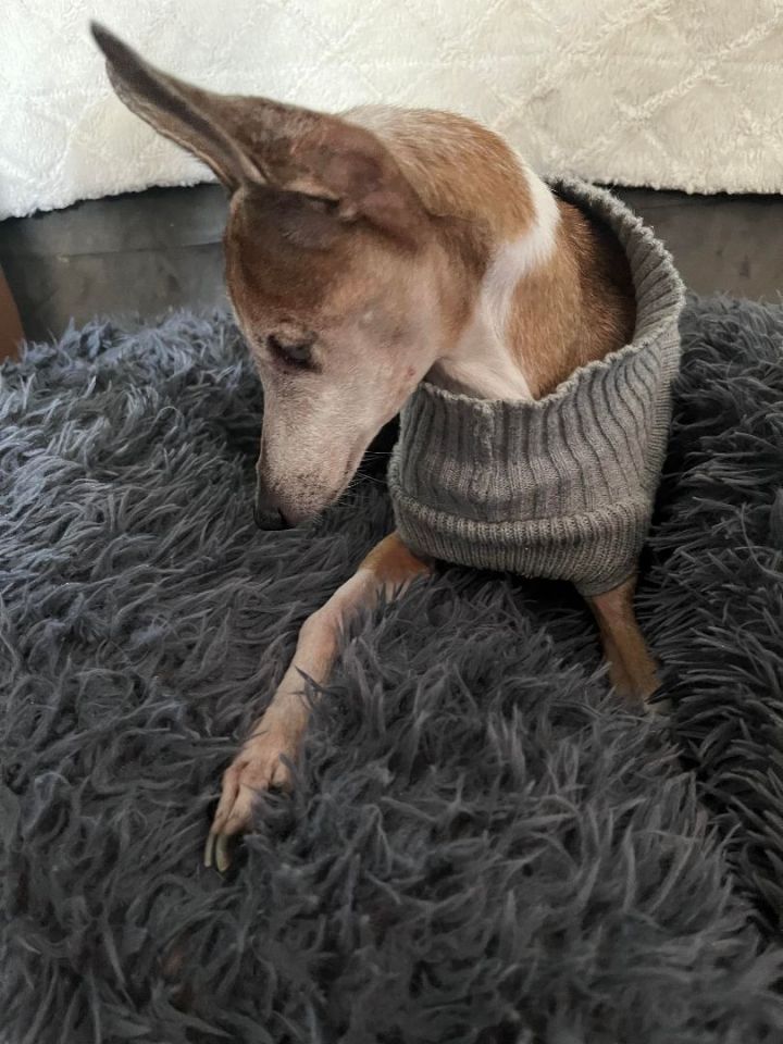 Petfinder 2024 italian greyhound