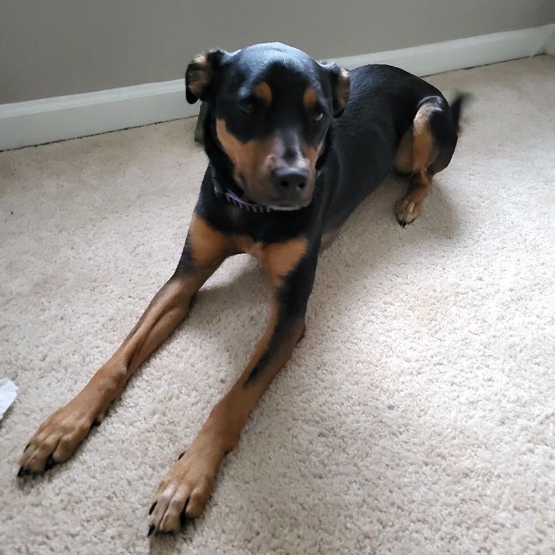Dog for adoption - Bella Boo , a Doberman Pinscher Mix in Lawrenceville ...