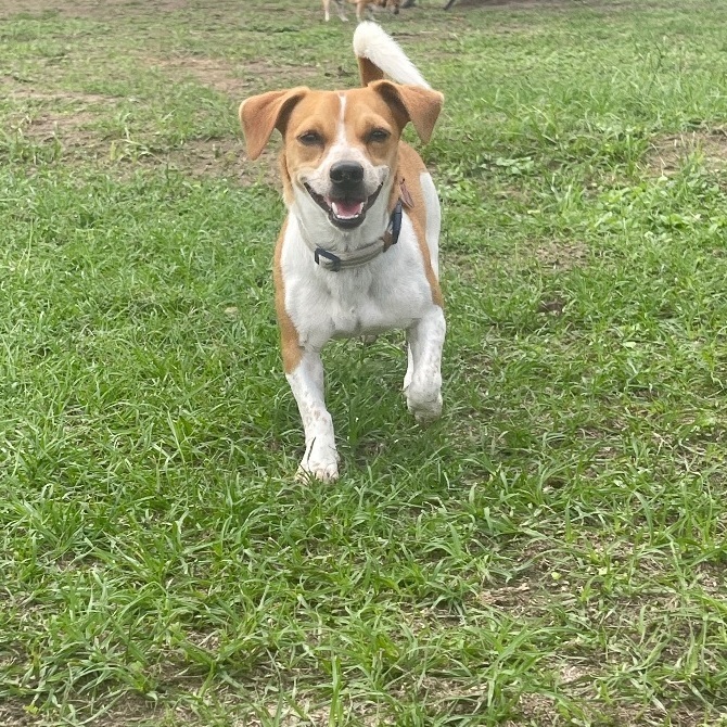 Beagle mixed with store chihuahua