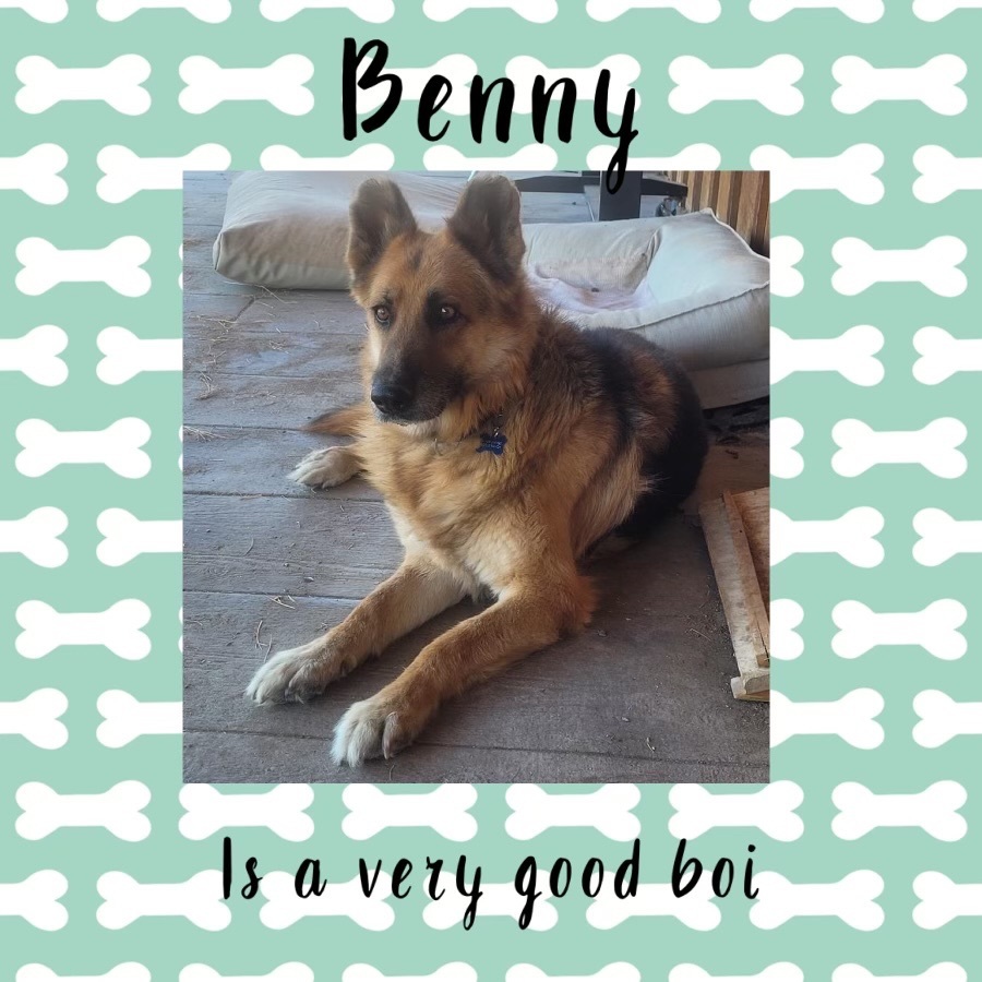 Benny, an adoptable German Shepherd Dog in Powell Butte, OR, 97753 | Photo Image 2