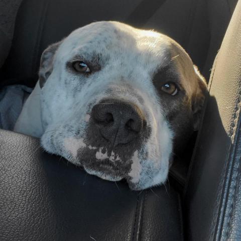 Lynch/Duke, an adoptable Terrier in Benton City, WA, 99320 | Photo Image 1